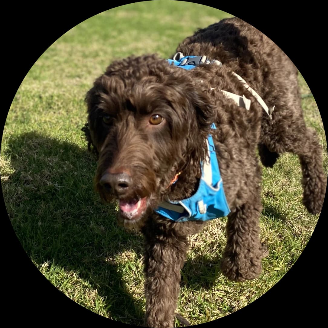 Dog trainer in Tauranga supporting a family dog during empathetic, neurodiversity-aware training